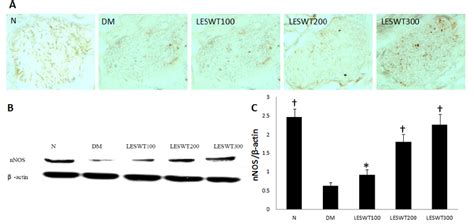 The Expression Of Nnos In Penile Dorsal Nerve A The Expression Of