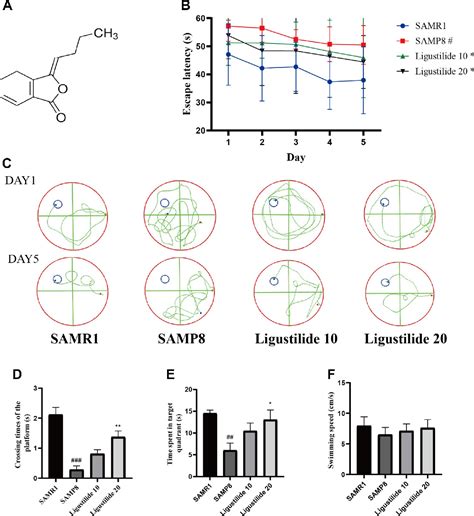 Figure From Ligustilide Improves Aging Induced Memory Deficit By