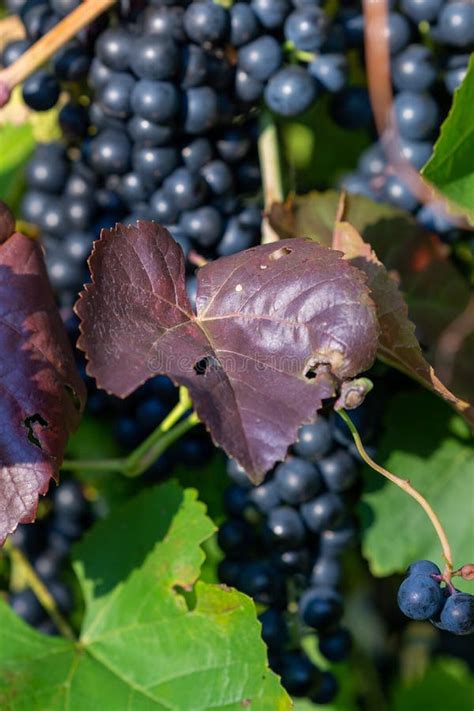 Aglomerado De Uvas Azuis E De Folhas Roxas Num Arbusto Foto De Stock