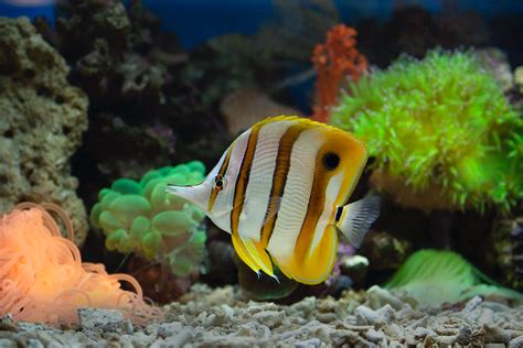 Common Clownfish · Free Stock Photo