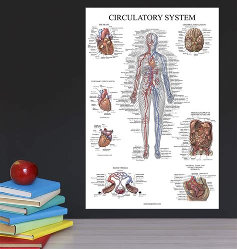 Buy 10 Pack Anatomy Posters Paper Not Laminated Muscular