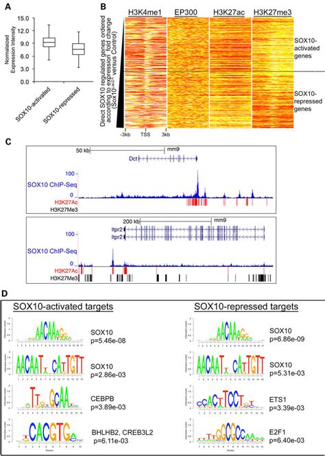 Sox10 Activated Genes And Sox10 Repressed Genes Exhibit Distinct Download Scientific Diagram