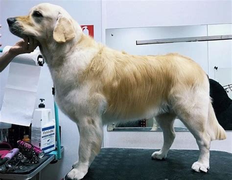 Golden Retriever Haircut Top 10 List And Grooming Tips And Tricks