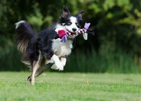 Tricks to Teach a Border Collie – Our 2021 Guide - BorderCollieTalk