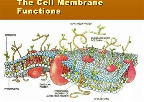 SOLUTION: The cell membrane functions - Studypool