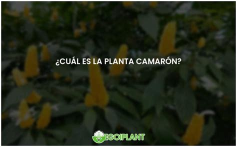 Todo sobre la planta camarón características y beneficios EGOIPLANT