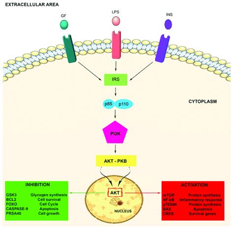 Akt Signal Pathway