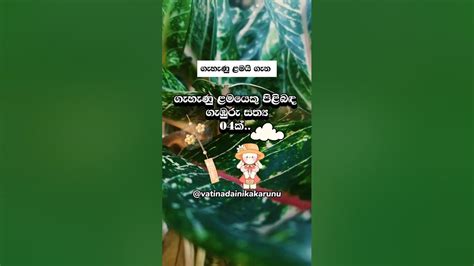 ගැහැණු ළමයි ගැන Shortvideo Shorts Girl Youtube