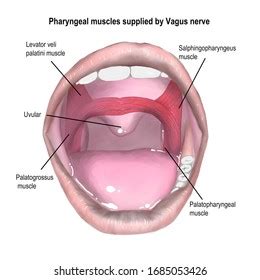 Soft Palate Muscles