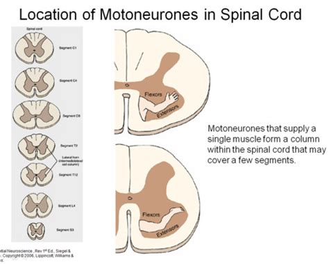 Lecture Motor Unit Lower Motor Neurons And Muscles Reflex Local