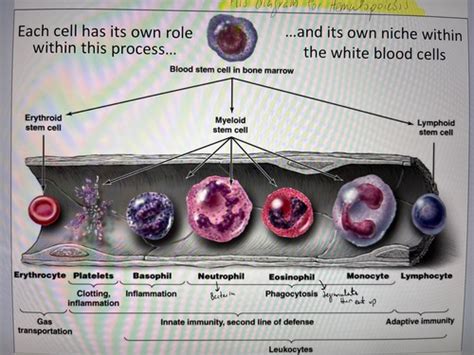 Cells Of The Immune System Flashcards Quizlet