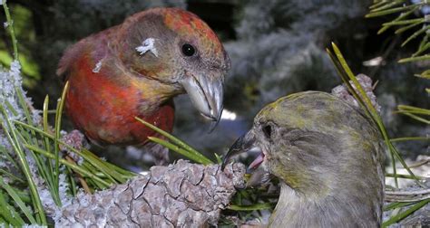 Cassia Crossbill Prairie Falcon Audubon Society