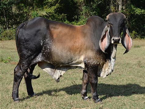 Lot 15 Butler Negocio 106 Indu Brazil Bull Cattle In Motion