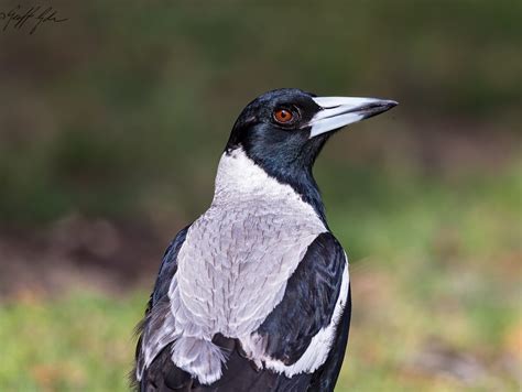 Bird – Australian Magpie – Barwon Bluff