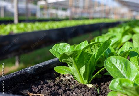 Bok Choy Vegetable Grow Using Hydroponic Method In The Garden Baby Pak