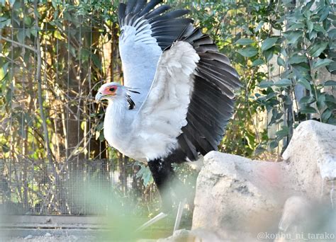 東武動物公園のヘビクイワシ Twitter