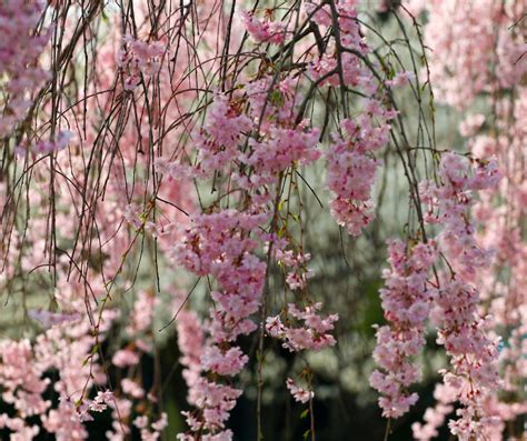 Weeping Pink Cherry - Bright Lane Gardens