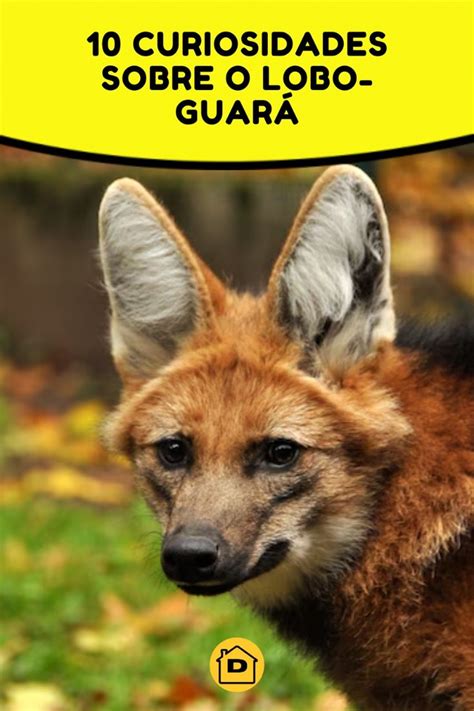 Pesquisa Sobre Lobo Guará - 10 Curiosidades Sobre o Lobo-Guará | Animais do cerrado brasileiro ...