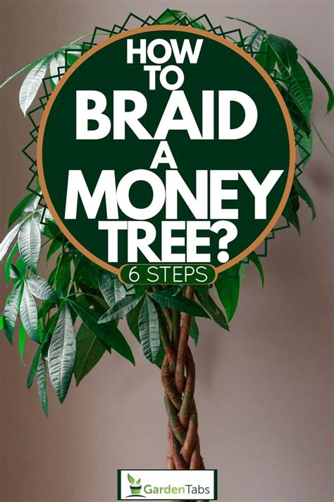 How To Braid A Money Tree 6 Steps