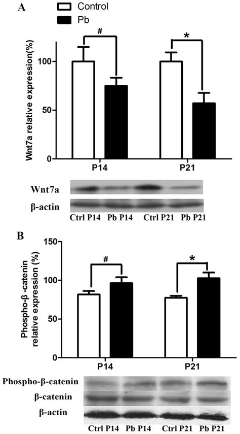 A Representative Immunoblot And Corresponding Densitometric Analysis