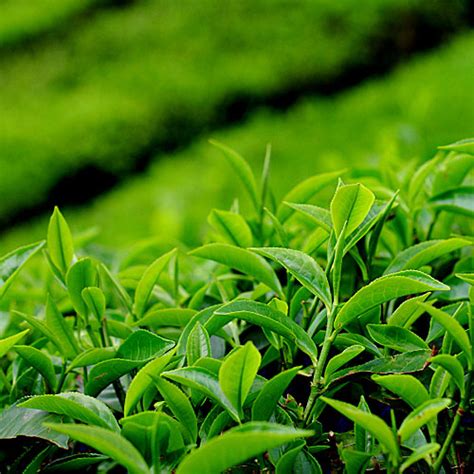 Nursery Plants: Tea , Tea Seedlings , Tea Plant