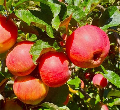 September Apple picking for Juice - In the Orchards Apple Trees and ...