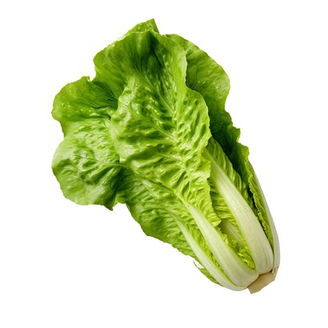 ai generated romaine lettuce clip art  png