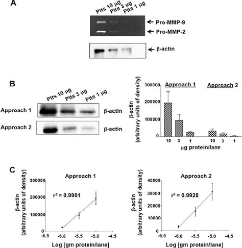 Figure 3 from Incorporation of β actin loading control into zymography