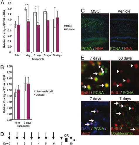 Implantation Of Human Mscs Promoted Proliferation Migration And Download Scientific Diagram