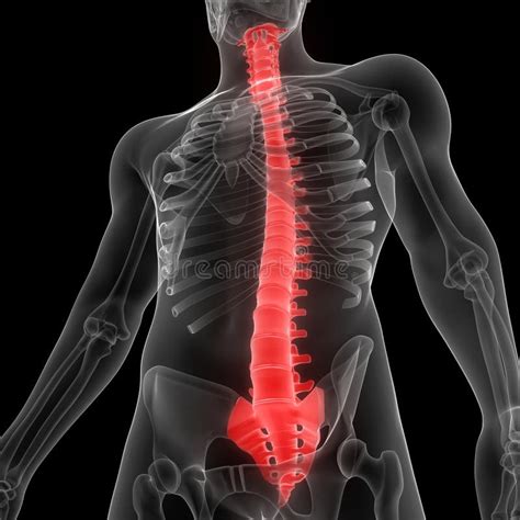 Vertebral Column Of Human Skeleton System Anatomy X Ray 3D Rendering