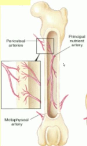 Bone Healing And Grafting Flashcards Quizlet