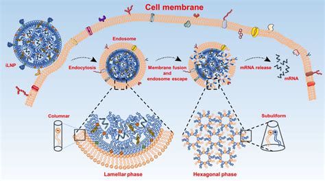 Ionizable Lipid Nanoparticles For MRNA Delivery Tang 2023