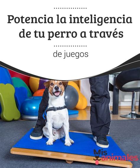 Potencia la inteligencia de tu perro a través de juegos Mis Animales