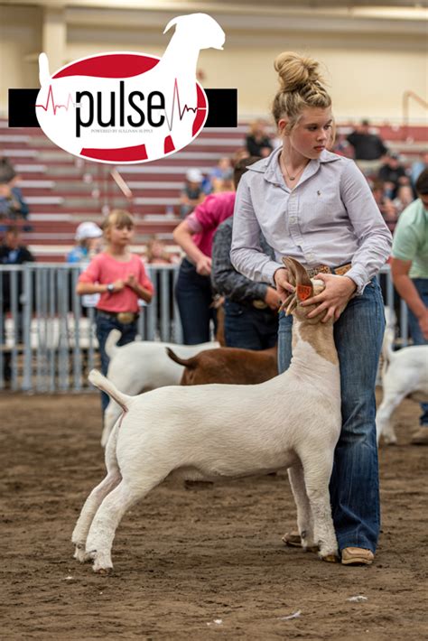 National Boer Goat Show | Commercial Does – Division I | The Pulse