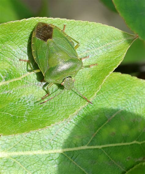 Palomena Prasina Rimvydas Kinduris Flickr