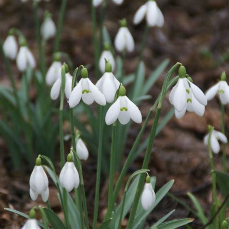 Galanthus S Arnott