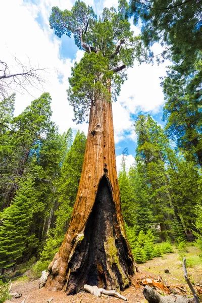 Giant sequoia trees Stock Photos, Royalty Free Giant sequoia trees ...