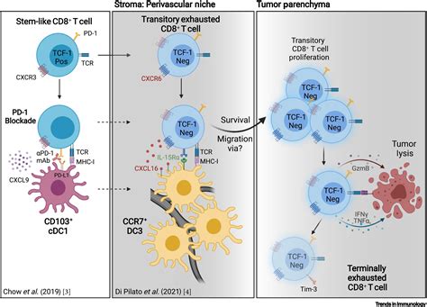 Life Support For Transitory Exhausted Ctls Trends In Immunology