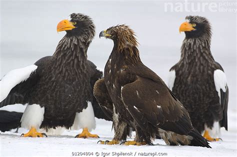 Stock Photo Of Two Steller S Sea Eagles Haliaeetus Pelagicus And A