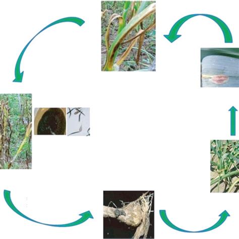 Pdf Overview Of Purple Blotch Disease And Understanding Its