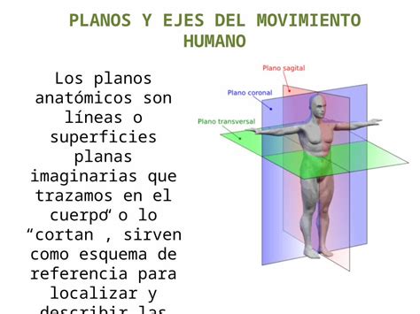 Ppt Los Planos Anat Micos Son L Neas O Superficies Planas Imaginarias