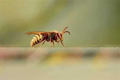 5 Fun Hornet Facts Pointe Pest Control Chicago Exterminator And Pest Control Service