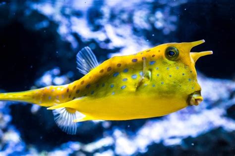 Long Horned Cowfish For Sale Lactoria Cornuta Top Care Facts