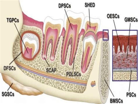 Sources Of Adult Stem Cells In The Oral And Maxillofacial Region