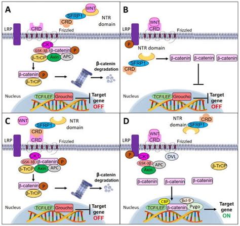 Cancers Free Full Text Epigenetics Of Sfrp The Dual Roles In