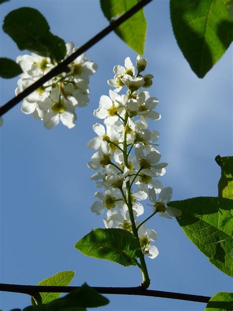 Common Bird Cherry Blossoms Prunus Free Photo On Pixabay