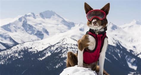 Film Avec Chien Qui Attend Son Maitre Chien Nouvelles