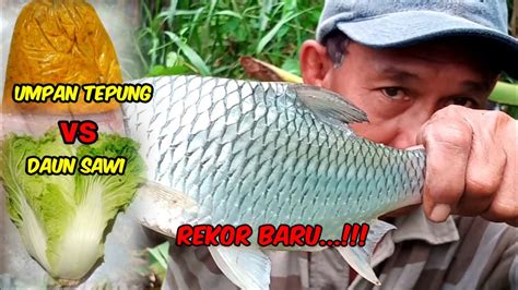 Rekor Baru Mancing Ikan Tawes Sehabis Hujan Dapat Babon YouTube