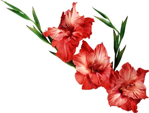 Gladiolus PNG Clipart Gladiolus Flower Gladiolus Flower Landscape