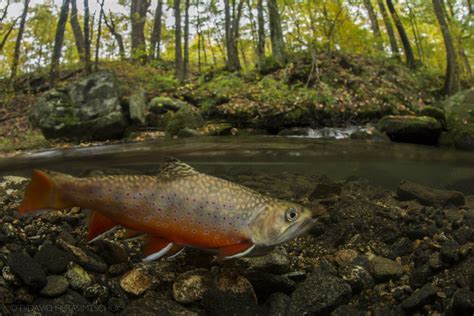 Southern Appalachian Brook Trout Tennessee 2 — Freshwaters Illustrated